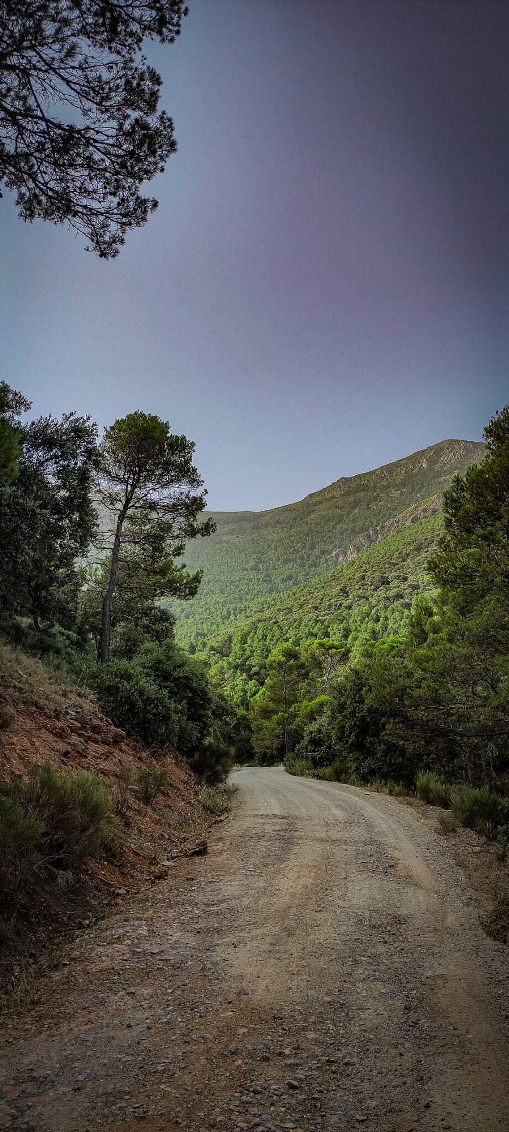 Arboledas de encinas y pinos carrascos, t&iacute;picos de  Andaluc&iacute;a, pueblan el camino.
