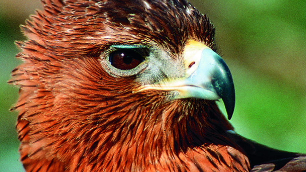 La Sierra de And&uacute;jar es id&oacute;nea para los visitantes especializados en el birdwatching (avistamiento de aves).