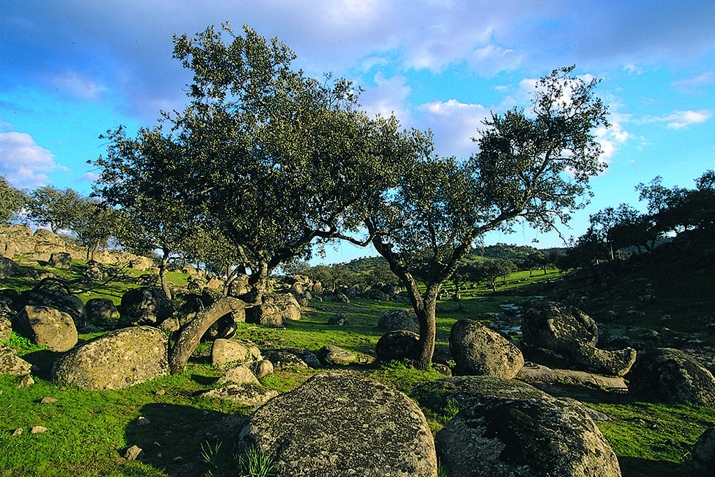 Zona de dehesa con dos olivos en un entorno rocoso.