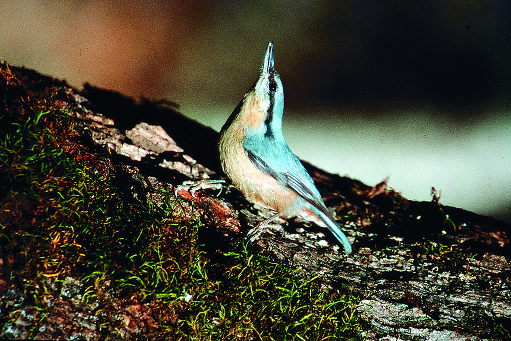 Los avistamientos de distintos tipos de p&aacute;jaros y aves son una constante en el Parque Natural.