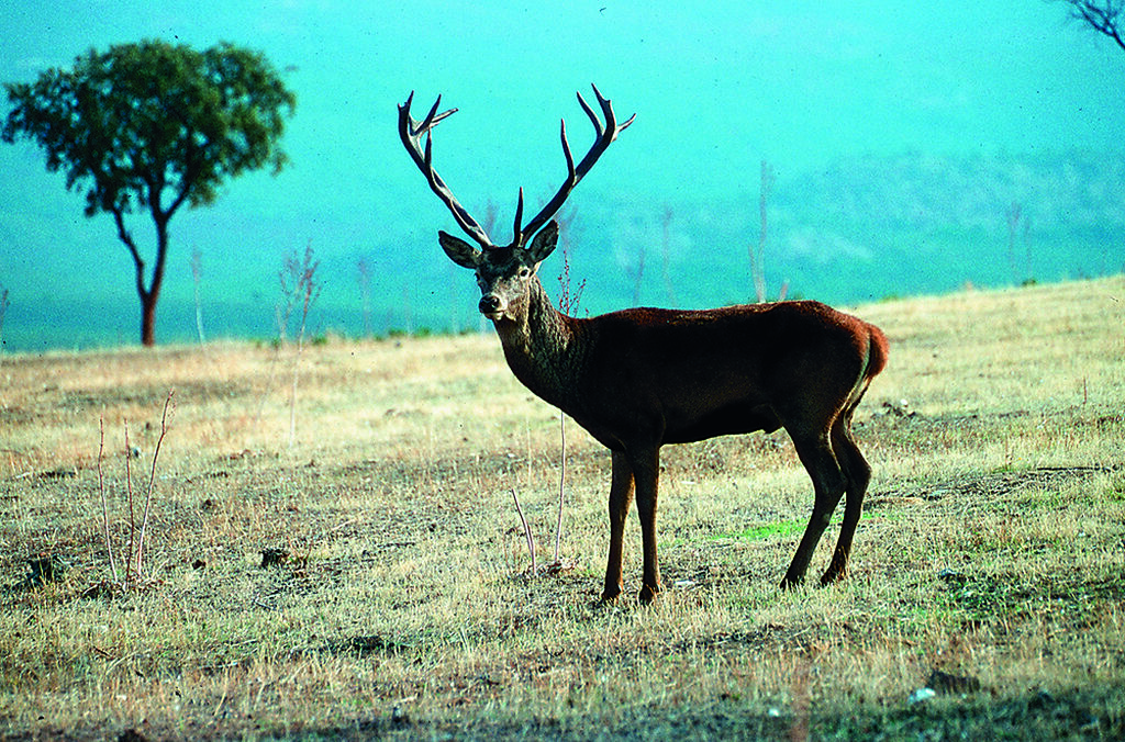 La berrea del ciervo, en oto&ntilde;o, es otro de los atractivos del ecoturismo en la zona.