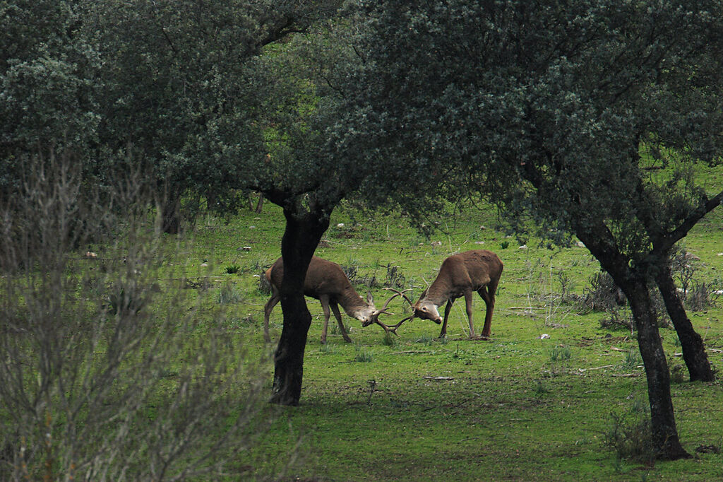 Dos ciervos durante la &eacute;poca de berrea en el Parque Natural Sierra de And&uacute;jar.