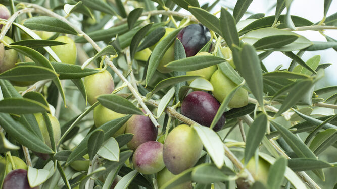 El fruto del olivar.