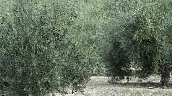 Finca de olivares, en la provincia de Jaén.