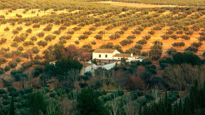 Entre un mar de olivos se erige esta singular edificación dedicada al cultivo y recolección de la aceituna para elaborar AOVE.e los orígenes del AOVE de Jaén