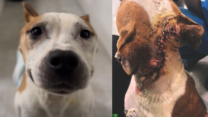 Rocky, en una imagen reciente sonriendo; a la derecha, la amplia cicatriz fruto de la segunda operación.