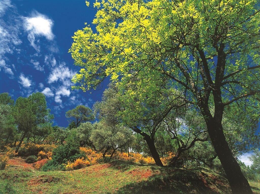 Los fresnos y una rica variedad de plantas y &aacute;rboles pueblan la Sierra de Cazorla.