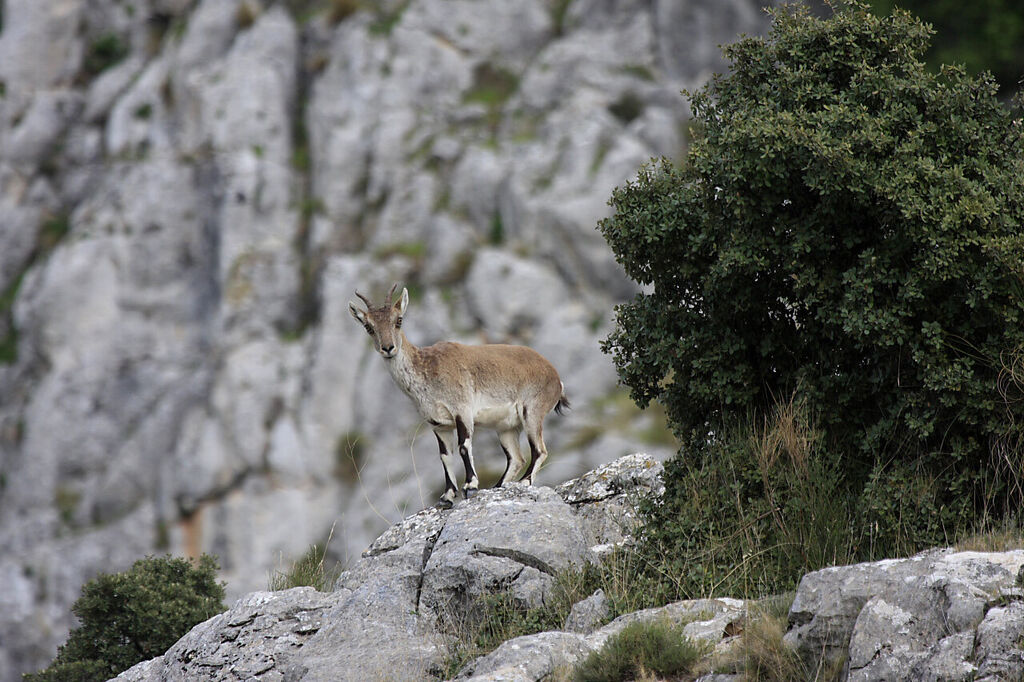 Una simp&aacute;tica cabra montesa en el Parque Natural de Sierra M&aacute;gina.