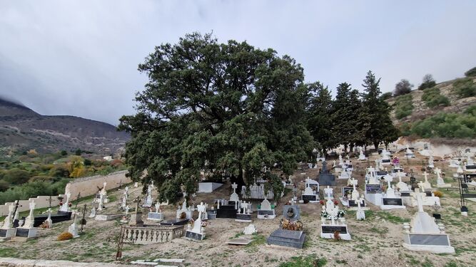 Encina centenaria en el cementerio de Albanchez de Mágina.