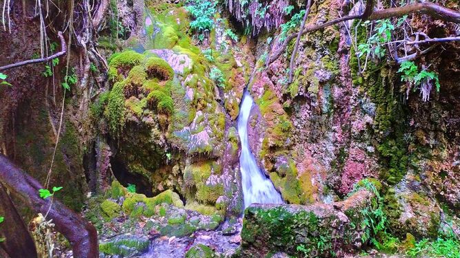 El Bosque Encantado de Las Higueras de Pozo Alcón te ofrece una experiencia de inmersión en la naturaleza más salvaje.