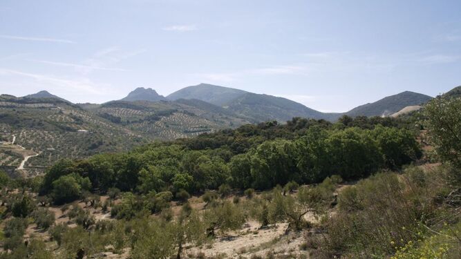 El Bosque de la Bañizuela es un monumento natural situado en Torredelcampo.