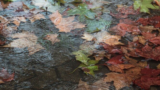 Hojas secas mojadas en lluvia en un pavimento de adoquines.