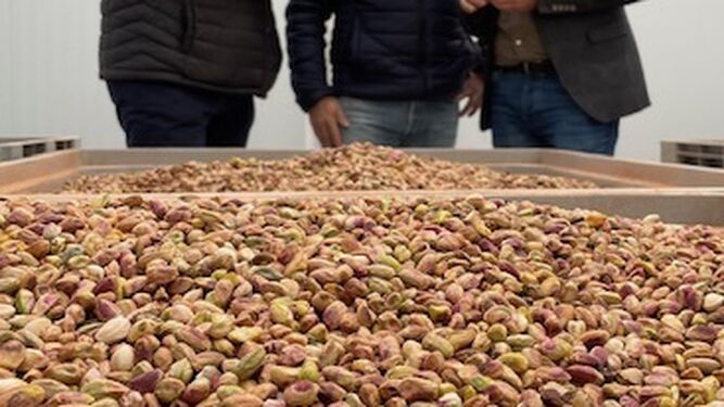 La provincia de Jaén ha duplicado su producción de pistacho en los dos últimos años