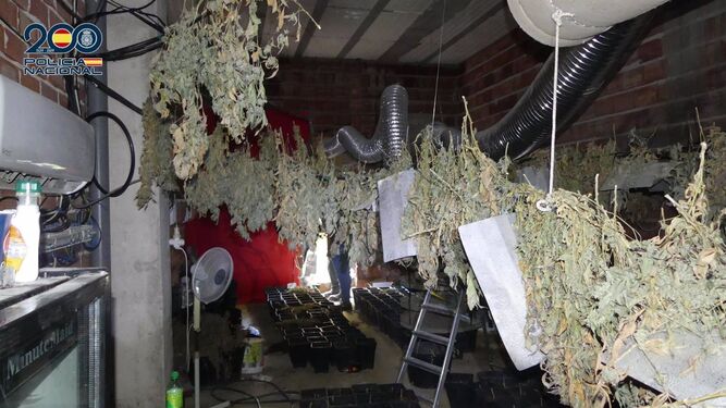 Detienen  a un hombre con 650 plantas de marihuana destinada a la Romería de la Virgen de la Cabeza
