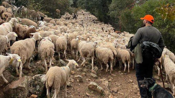 Andrés Ahibar (24 años) guía a sus ovejas en plena trashumancia rumbo a Vilches.